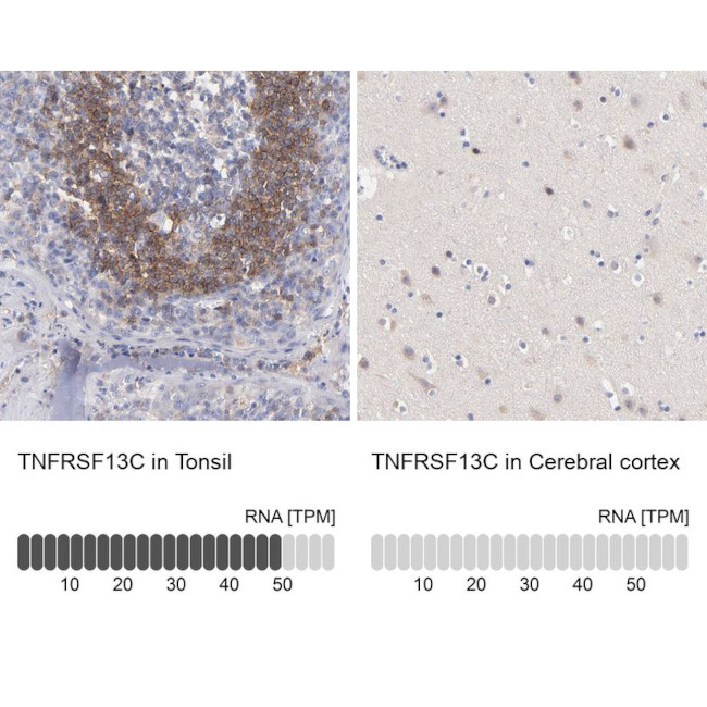 CD268 (BAFF Receptor) Antibody