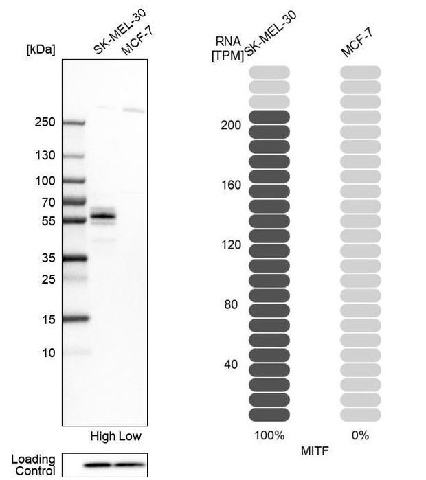 MiTF Antibody