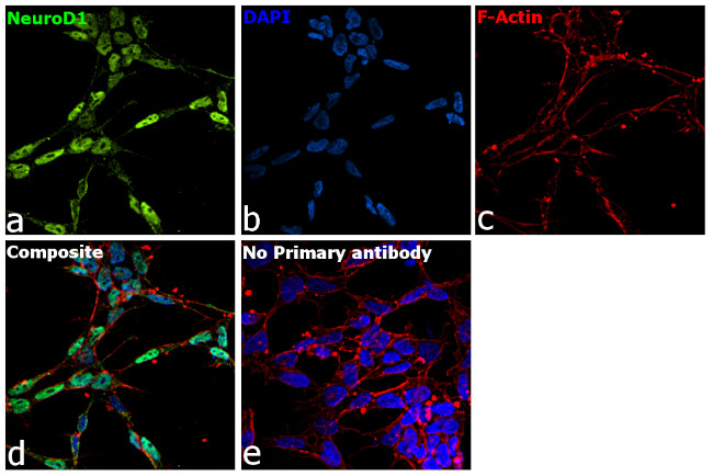 NeuroD1 Antibody in Immunocytochemistry (ICC/IF)