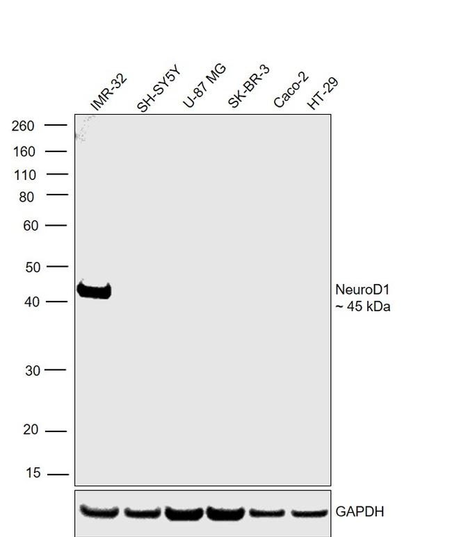 NeuroD1 Antibody in Western Blot (WB)