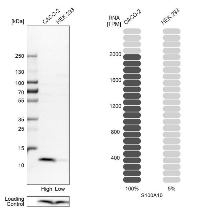 S100A10 Antibody