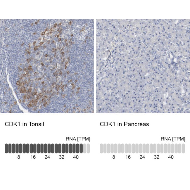 CDK1 Antibody