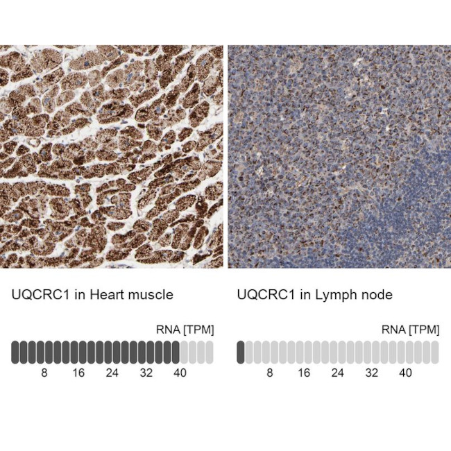 UQCRC1 Antibody