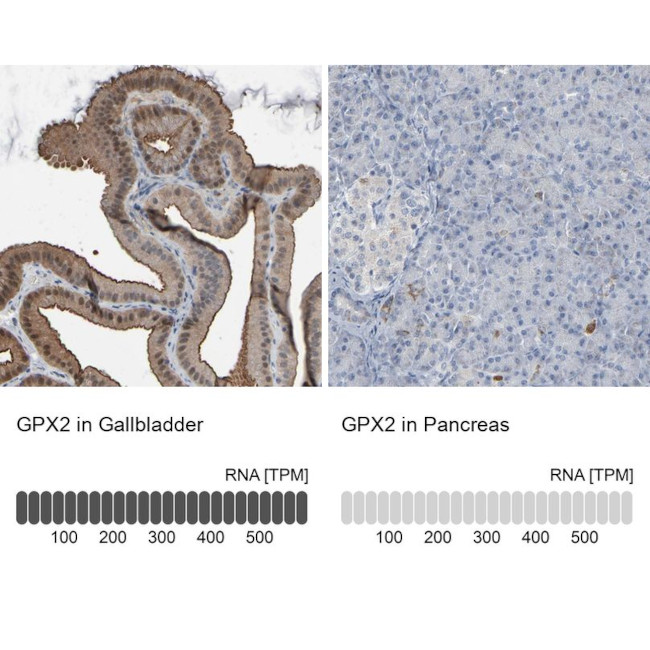 GPX2 Antibody