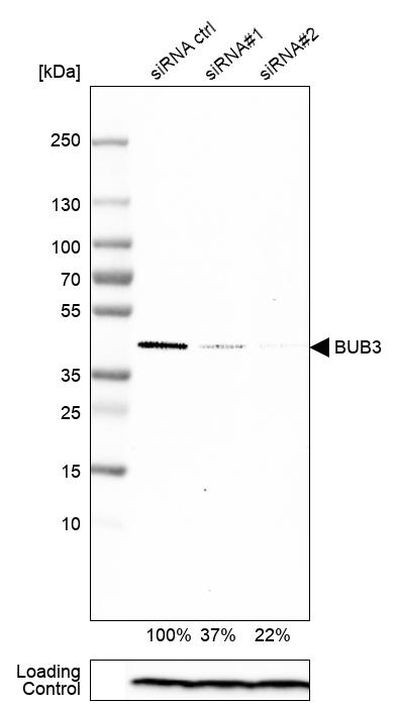 Bub3 Antibody