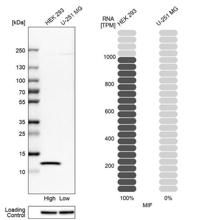 MIF Antibody