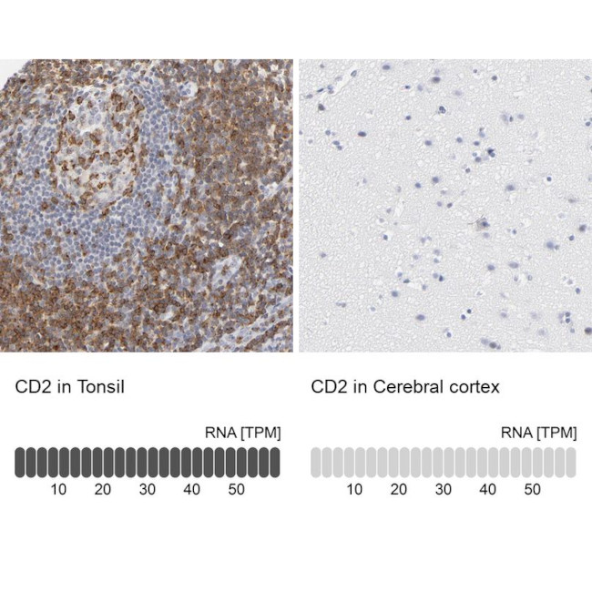 CD2 Antibody