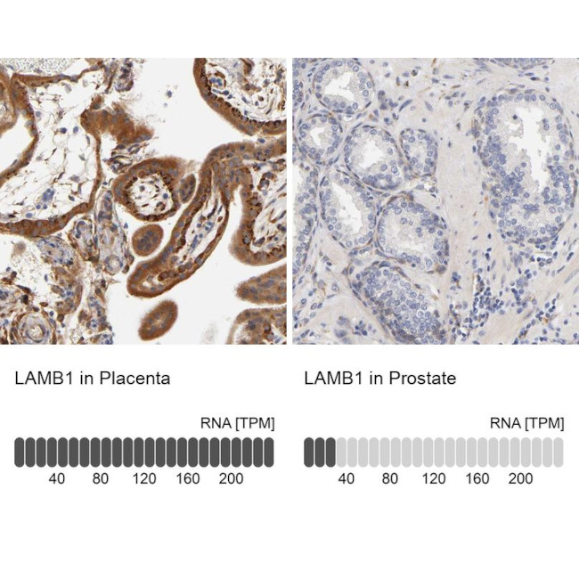 Laminin beta-1 Antibody