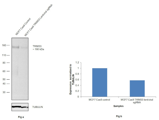 TRIM33 Antibody