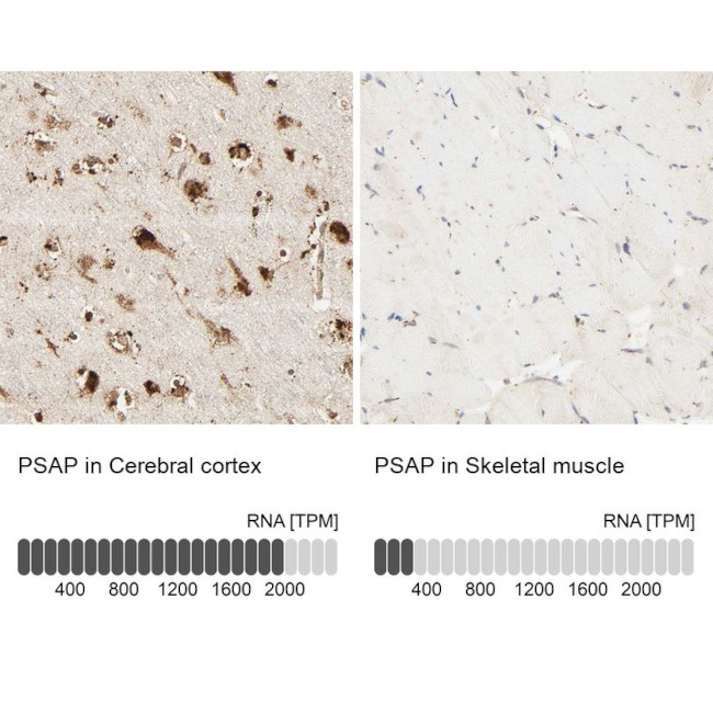 PSAP Antibody