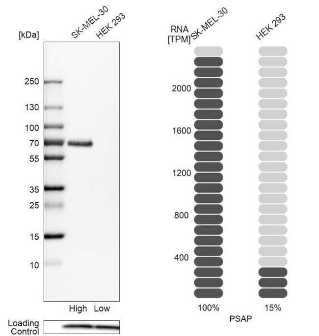 PSAP Antibody