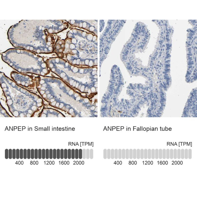 CD13 Antibody