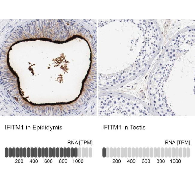 IFITM1 Antibody