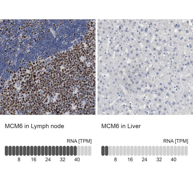 MCM6 Antibody