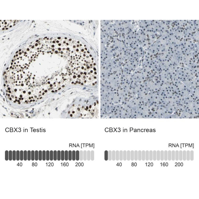 HP1 gamma Antibody