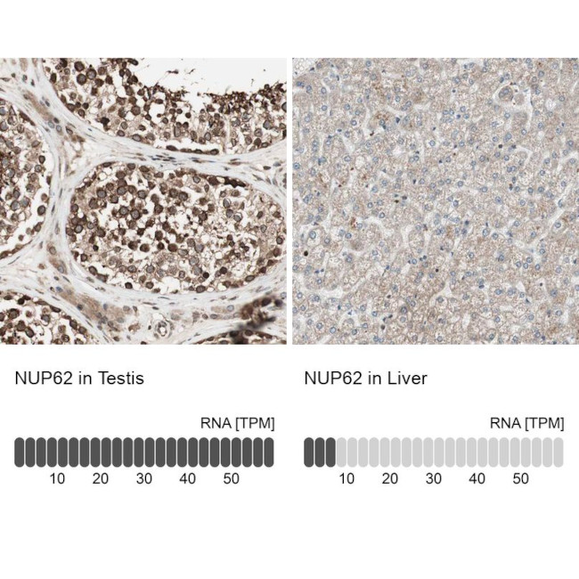 NUP62 Antibody