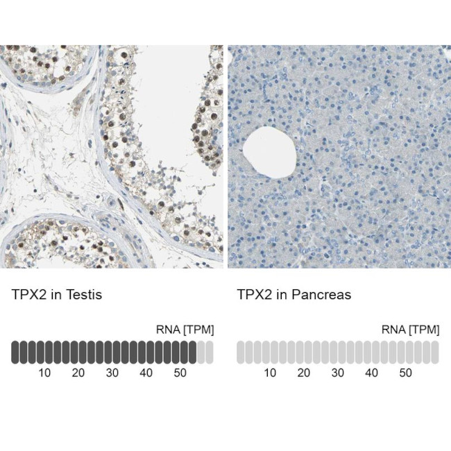 TPX2 Antibody