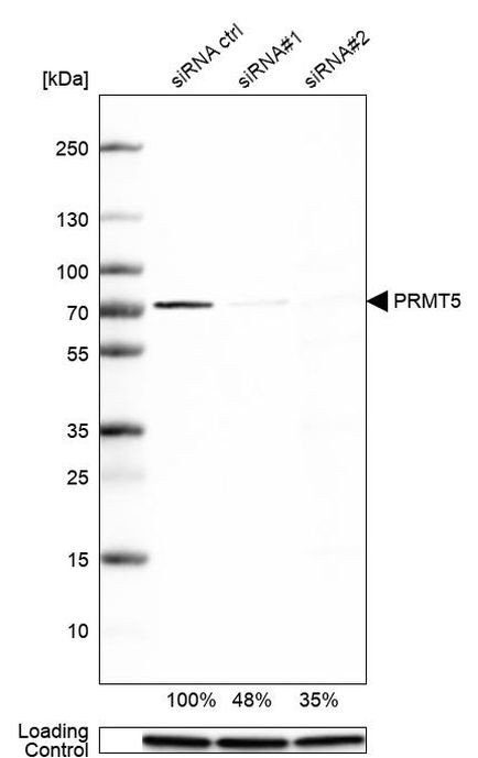 PRMT5 Antibody