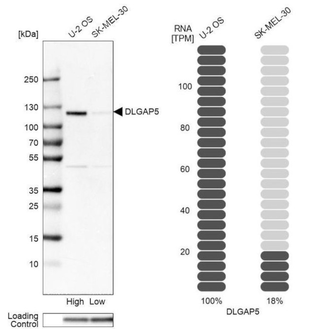 DLG7 Antibody