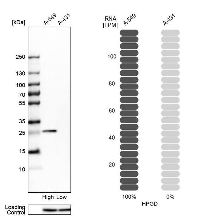 15-PGDH Antibody