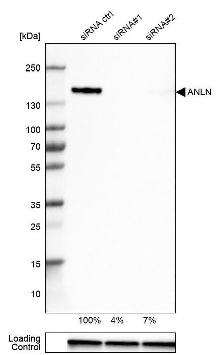 Anillin Antibody