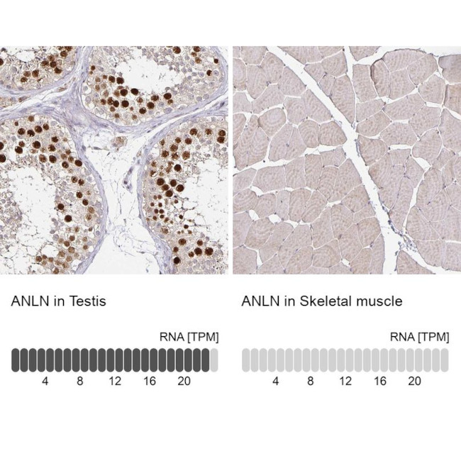 Anillin Antibody