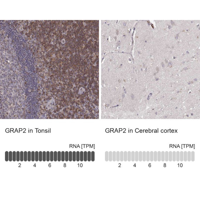 GRAP2 Antibody