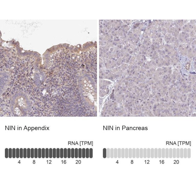 Ninein Antibody