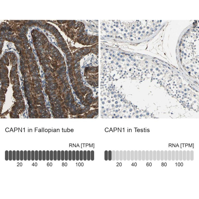 Mu-Calpain Antibody