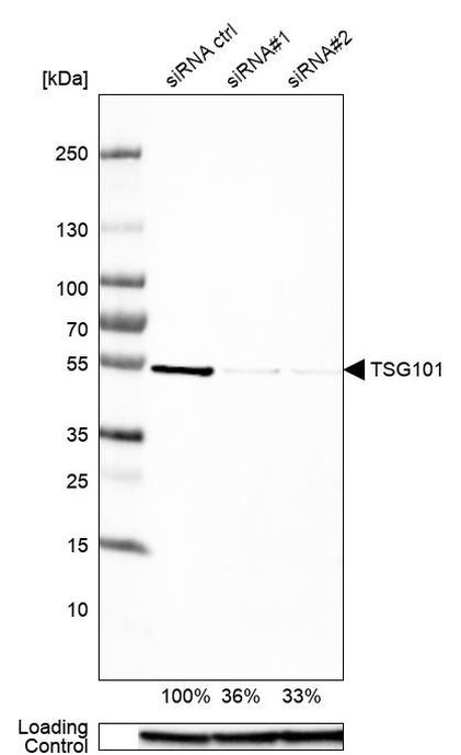 TSG101 Antibody