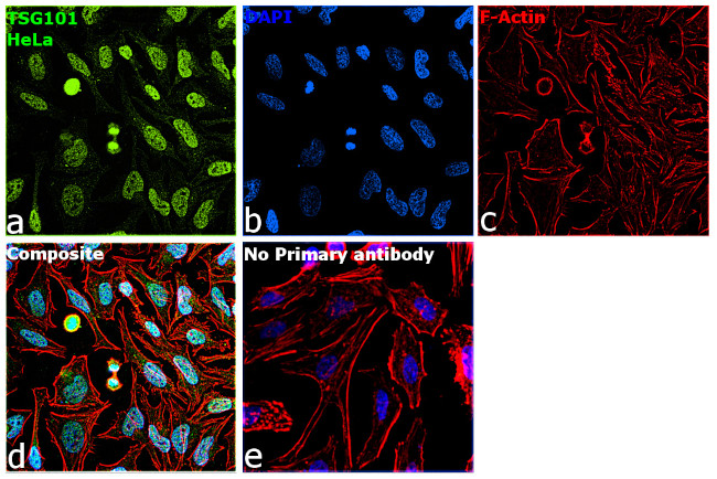 TSG101 Antibody in Immunocytochemistry (ICC/IF)