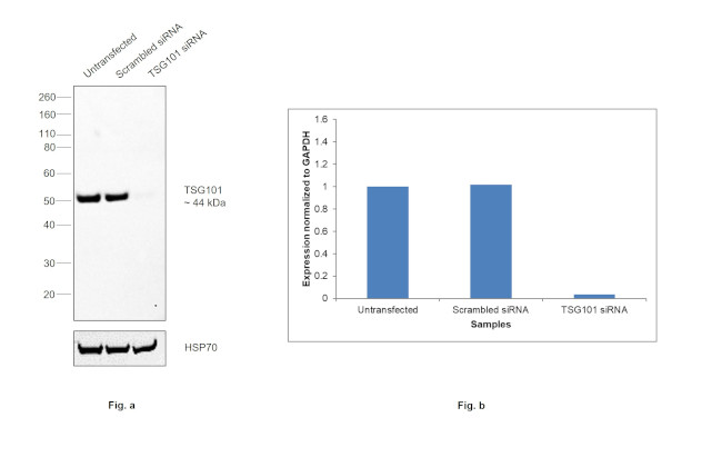 TSG101 Antibody in Western Blot (WB)