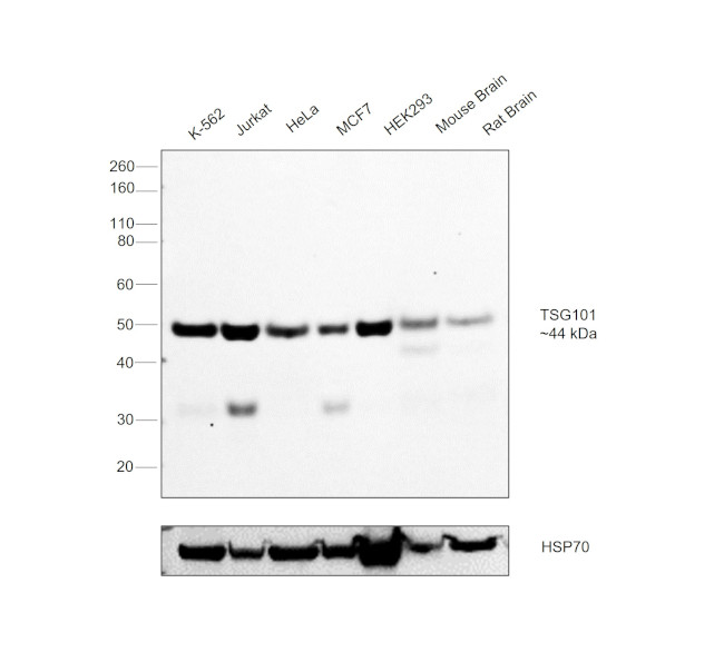 TSG101 Antibody in Western Blot (WB)