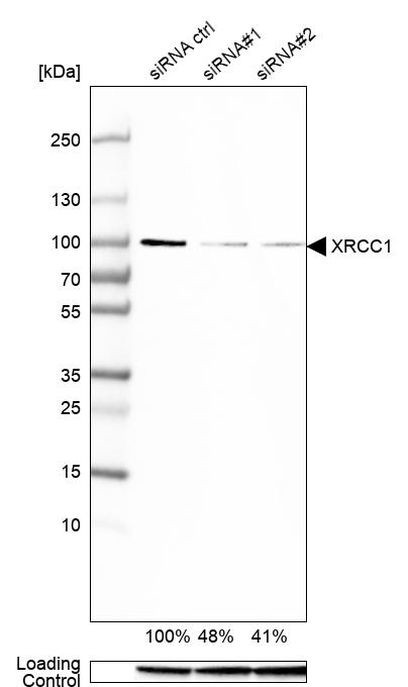 XRCC1 Antibody