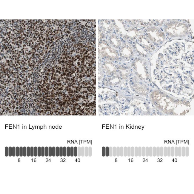 FEN1 Antibody