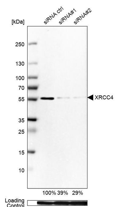 XRCC4 Antibody