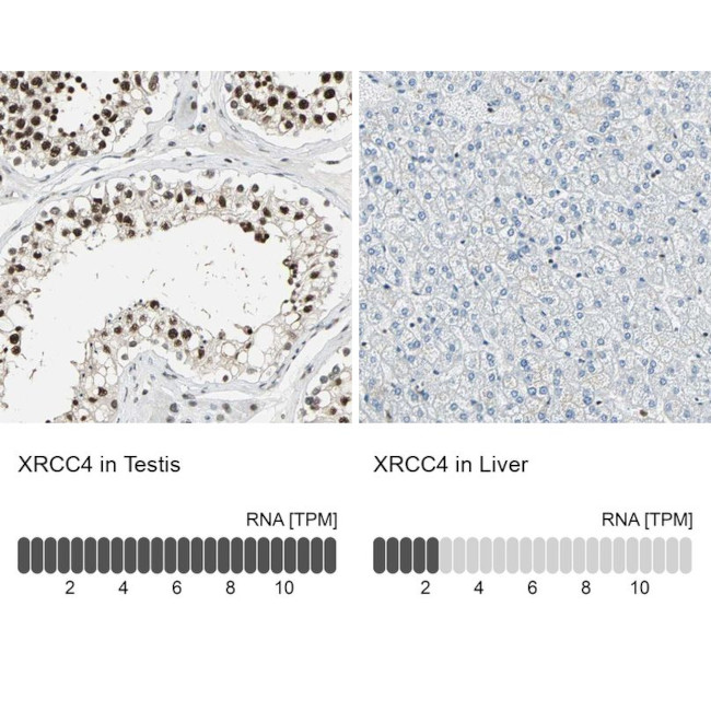 XRCC4 Antibody