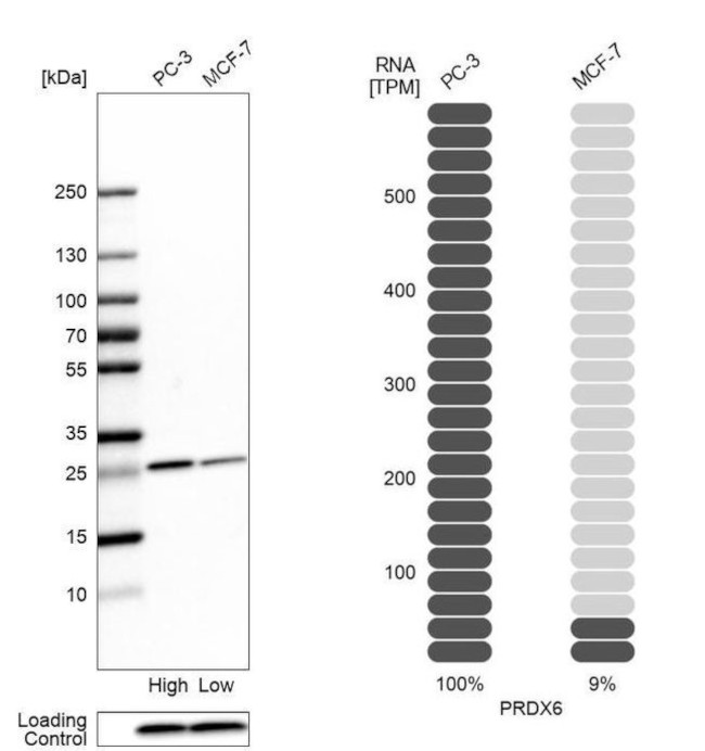 PRDX6 Antibody