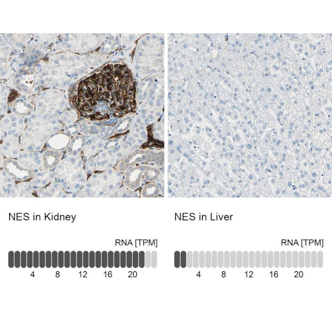 Nestin Antibody