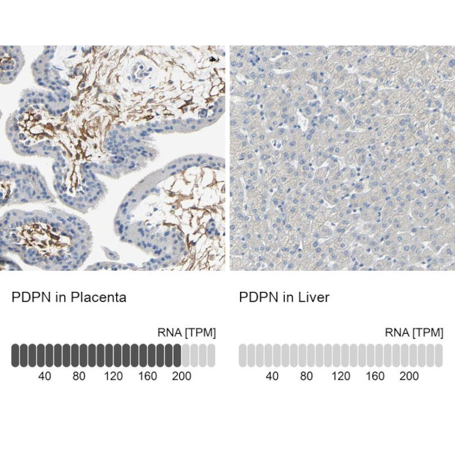 Podoplanin Antibody