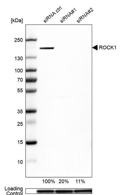 ROCK1 Antibody