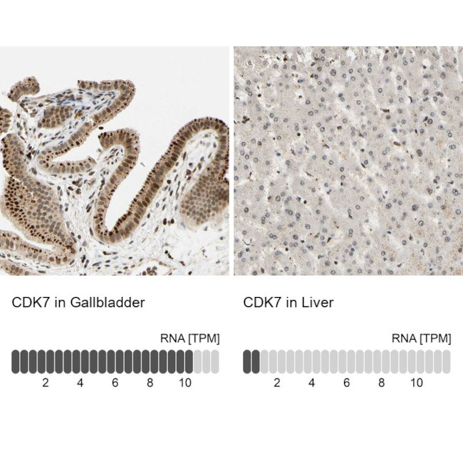 CDK7 Antibody