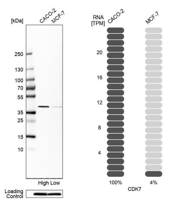 CDK7 Antibody