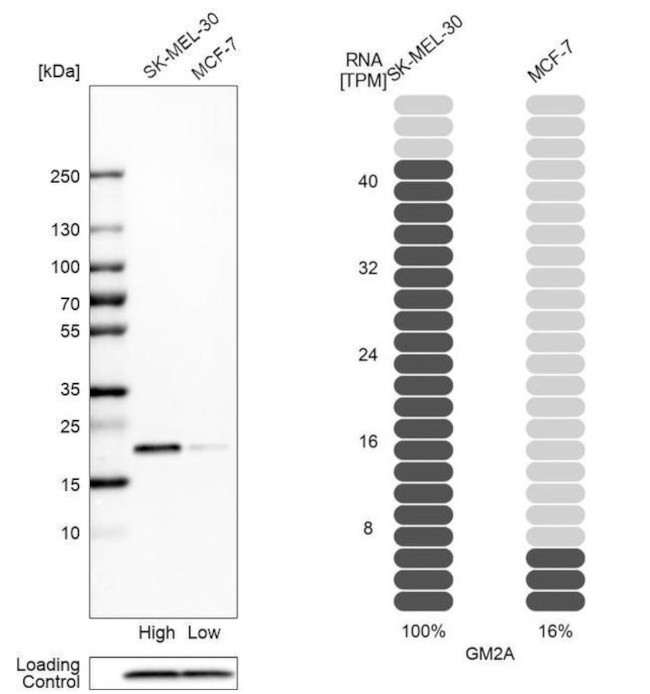 GM2A Antibody