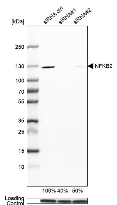 NFkB p52 Antibody