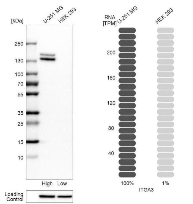 ITGA3 Antibody