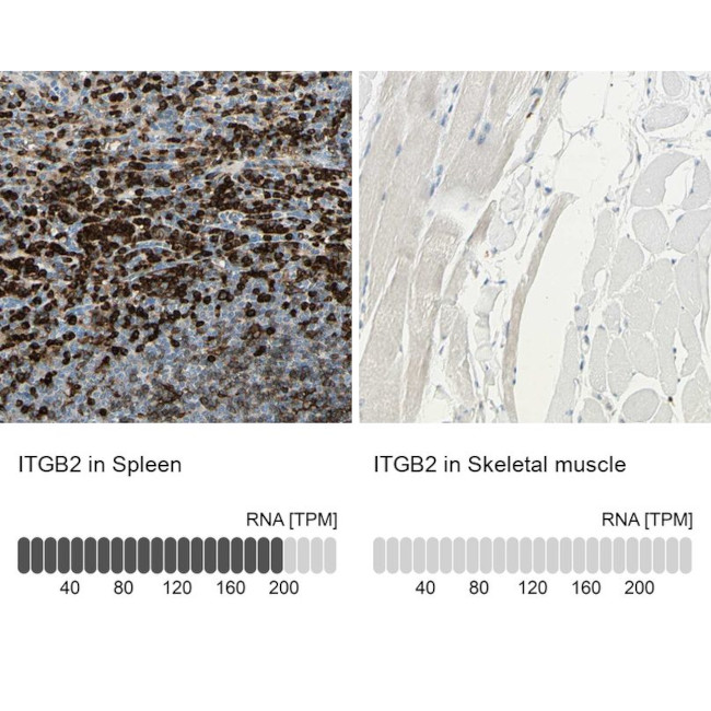 CD18 Antibody