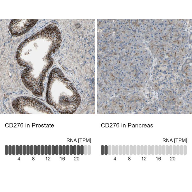 B7-H3 Antibody