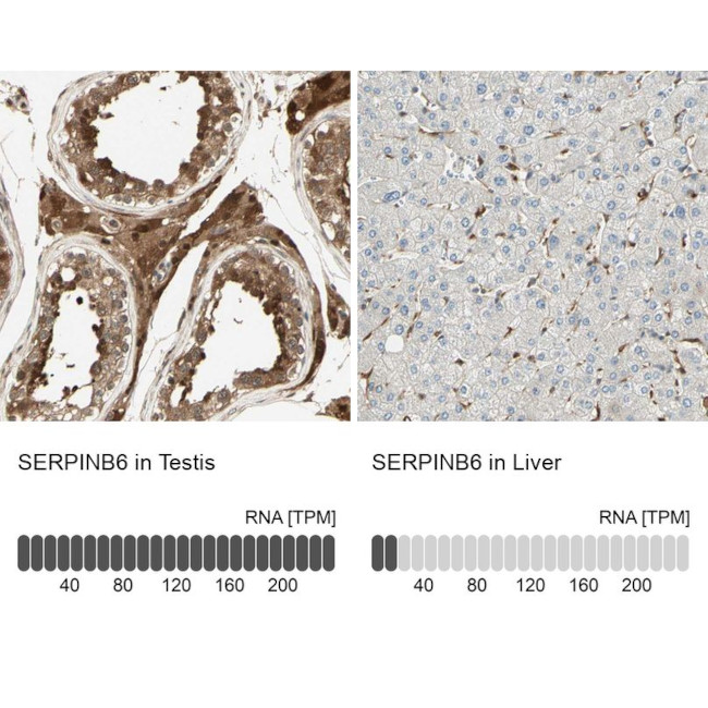 SERPINB6 Antibody