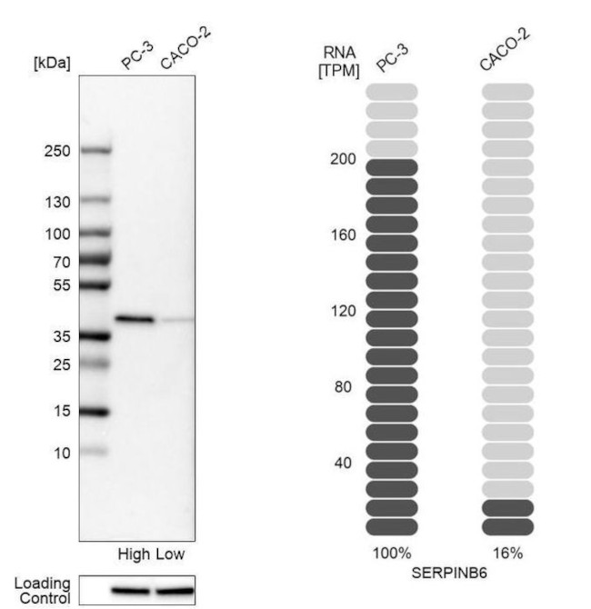 SERPINB6 Antibody